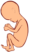 14 weeks old fetus (baby)