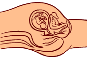 16 weeks old fetus (baby)