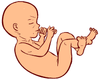 19 weeks old fetus (baby)