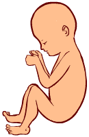 23 weeks old fetus (baby)