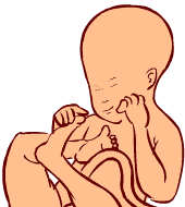 25 weeks old fetus (baby)