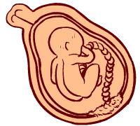 28 weeks old fetus (baby)