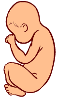 30 weeks old fetus (baby)
