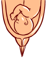 35 weeks old fetus (baby)