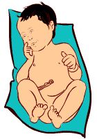 40 weeks old fetus (baby)