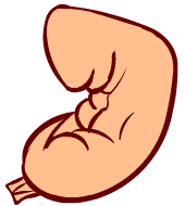 5 weeks old fetus (baby)