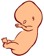 7 weeks old fetus (baby)