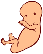 8 weeks old fetus (baby)