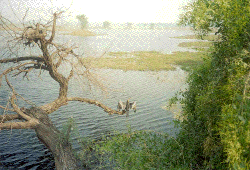 Call of the Bird - from Bharatpur
